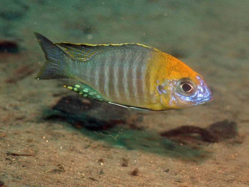 Lethrinops sp. 'yellow collar' Liwani